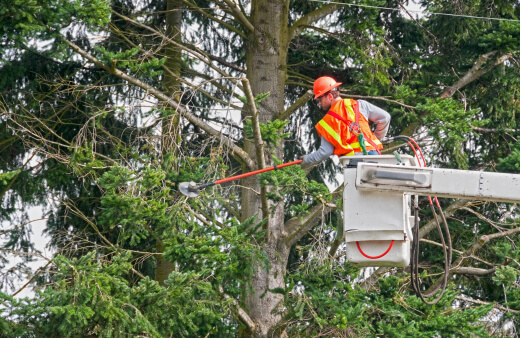 NSW Guidelines for Tree Trimming